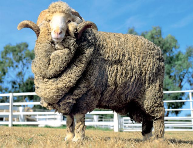 овца меринос