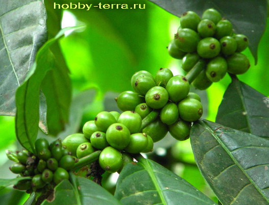как растут зерна зеленого кофе