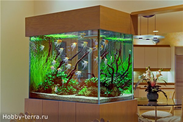 как выбрать аквариум